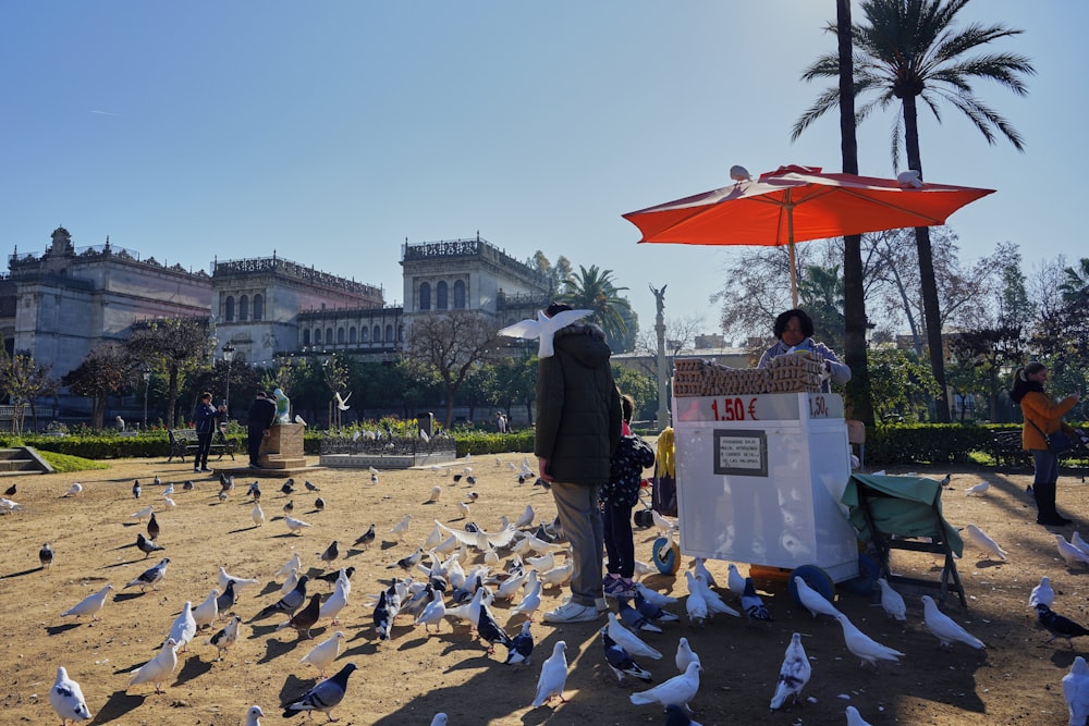 a bunch of birds that are standing in the dirt