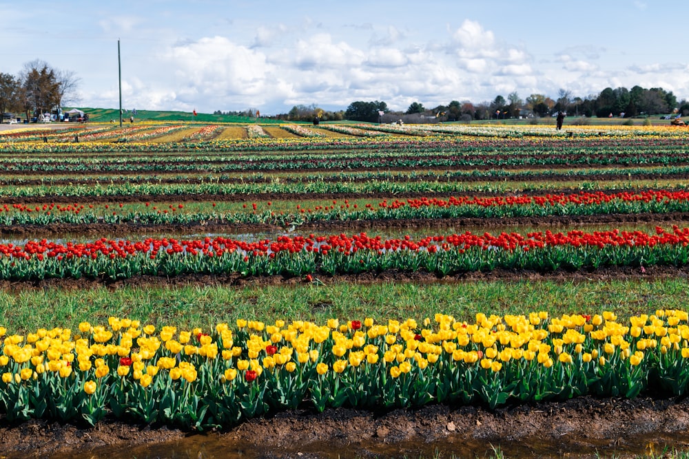 a field full of flowers with a blue sky in the background