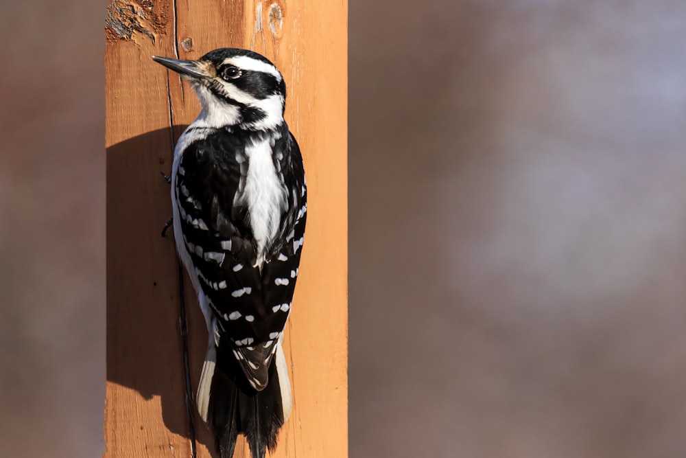 a black and white bird hanging on a wooden wall