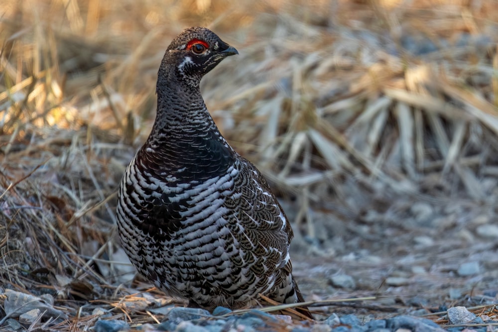 a close up of a bird on the ground