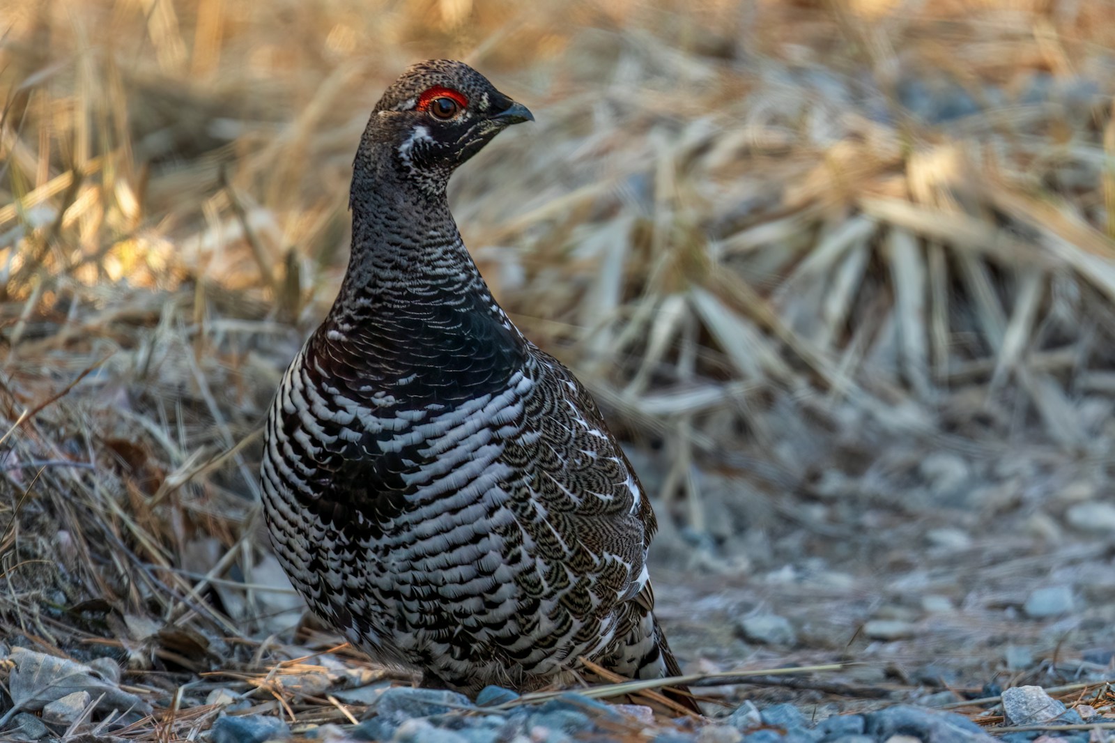 Wildlife Wednesday - Spruce Grouse