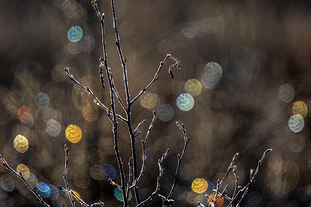 a close up of a tree with a blurry background