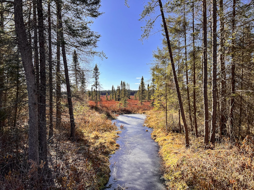 a river running through a forest filled with trees