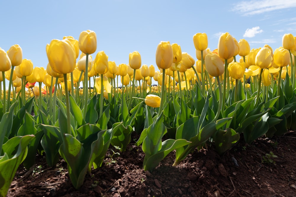 a field full of yellow tulips under a blue sky