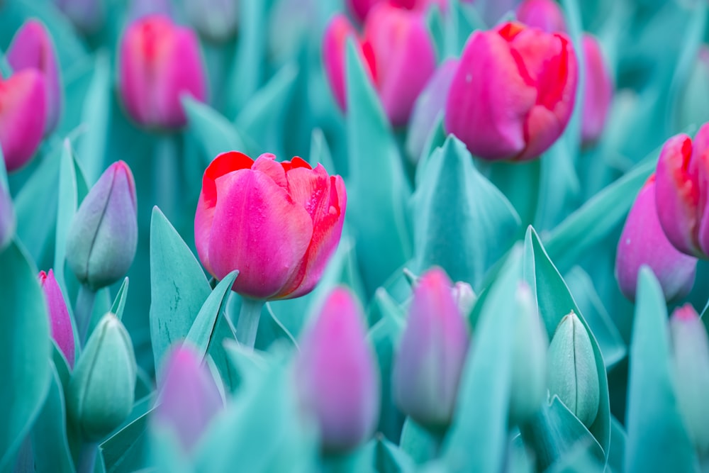 a group of pink tulips with green leaves