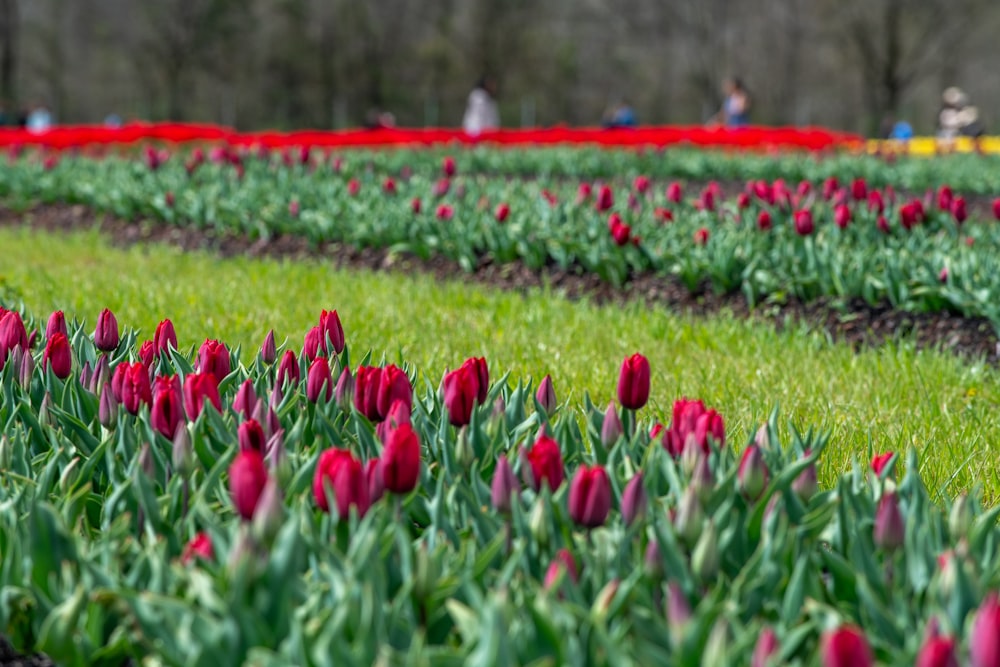 a field full of red tulips with people in the background