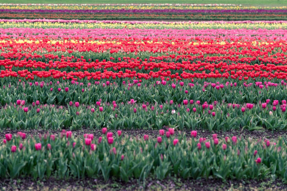 a field of tulips and other flowers in bloom