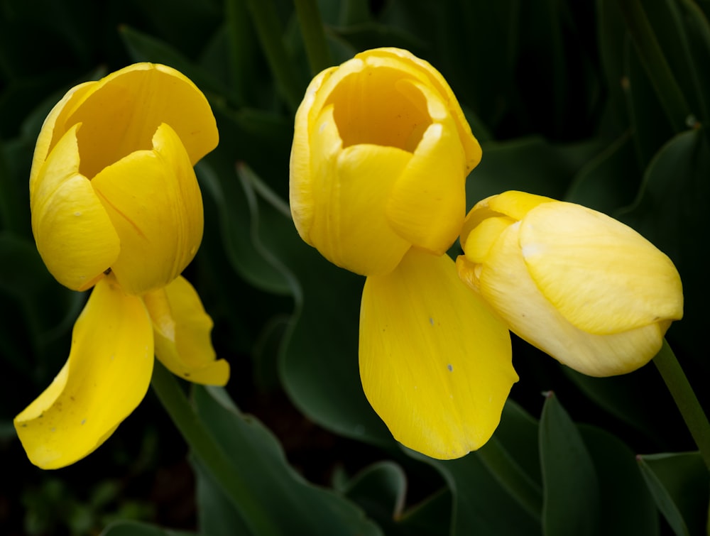 two yellow flowers with green leaves in the background