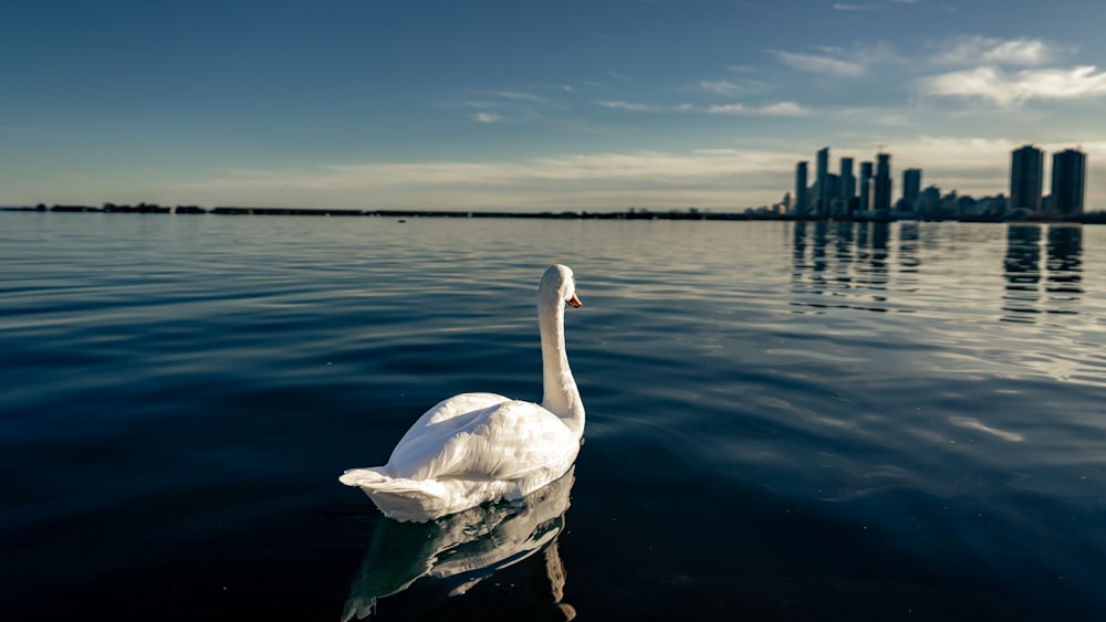 a white swan floating on top of a body of water