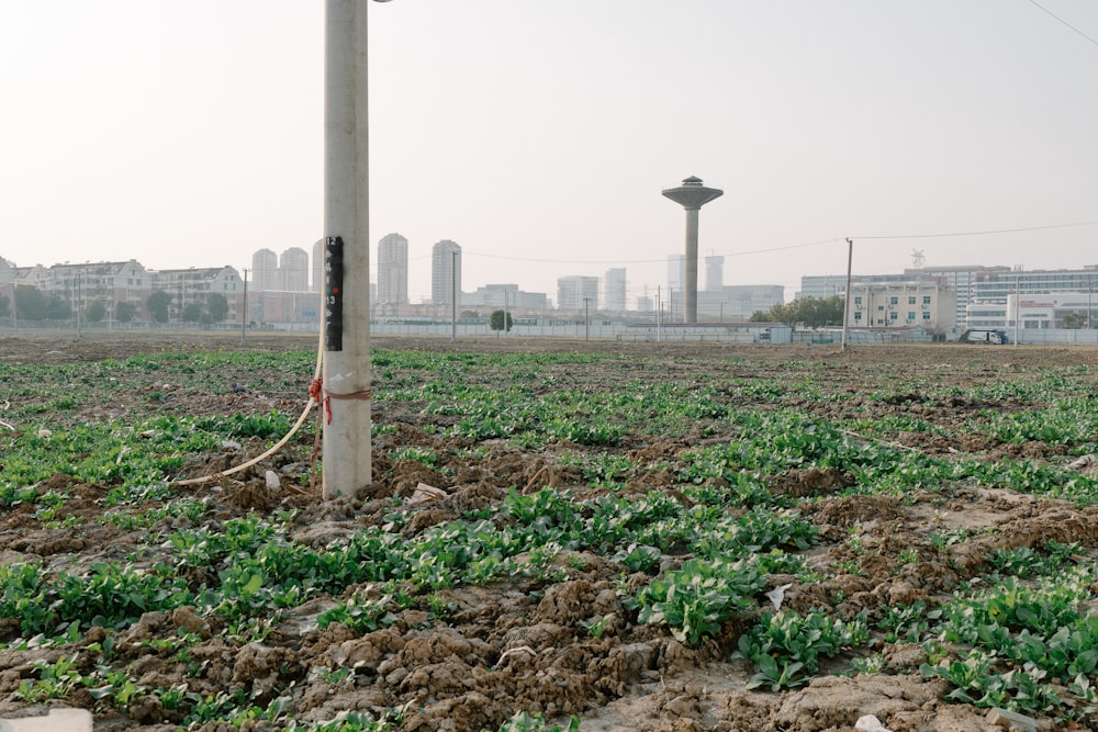 um campo de plantas verdes com uma cidade ao fundo