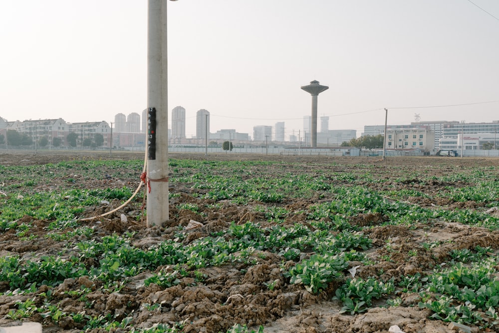 a field of green plants with a city in the background