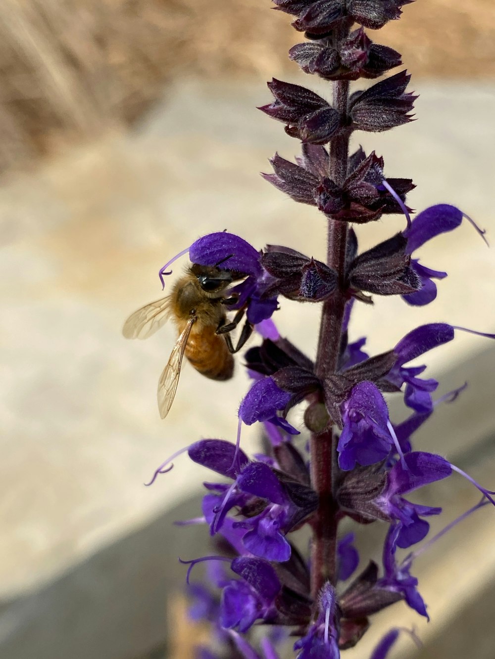 a bee is sitting on a purple flower