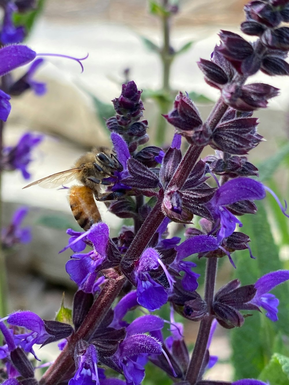 uma abelha está sentada em uma flor roxa