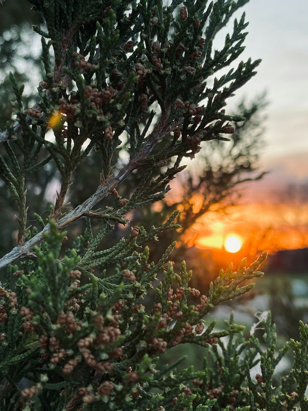 a pine tree with the sun setting in the background