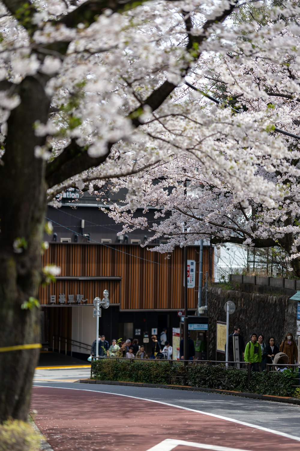 a group of people walking down a street under cherry blossom trees