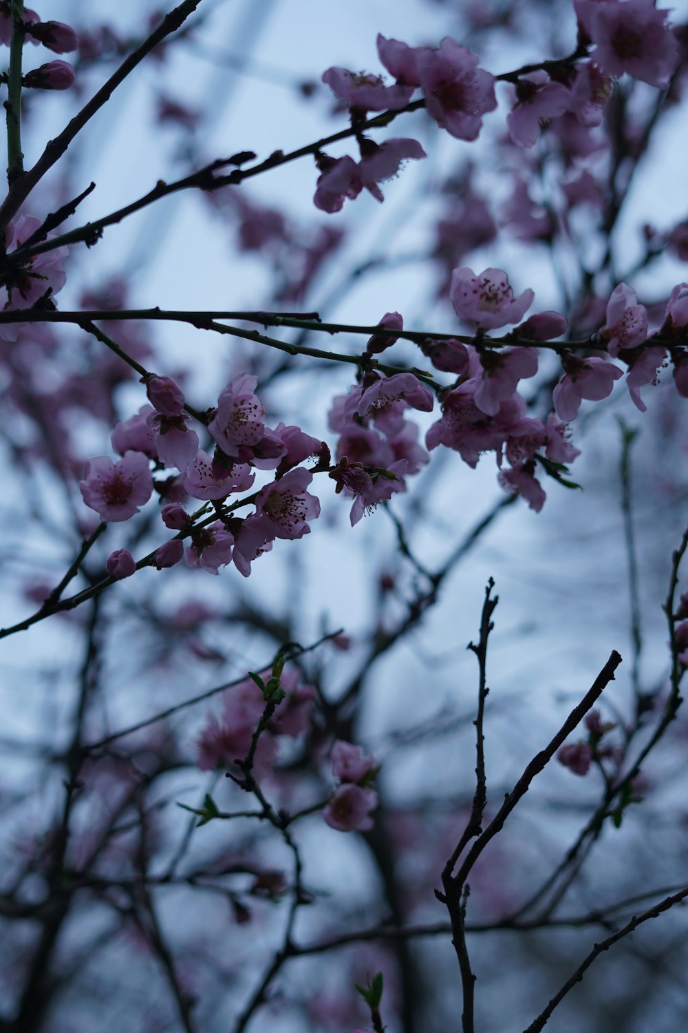 a tree with pink flowers in front of a cloudy sky