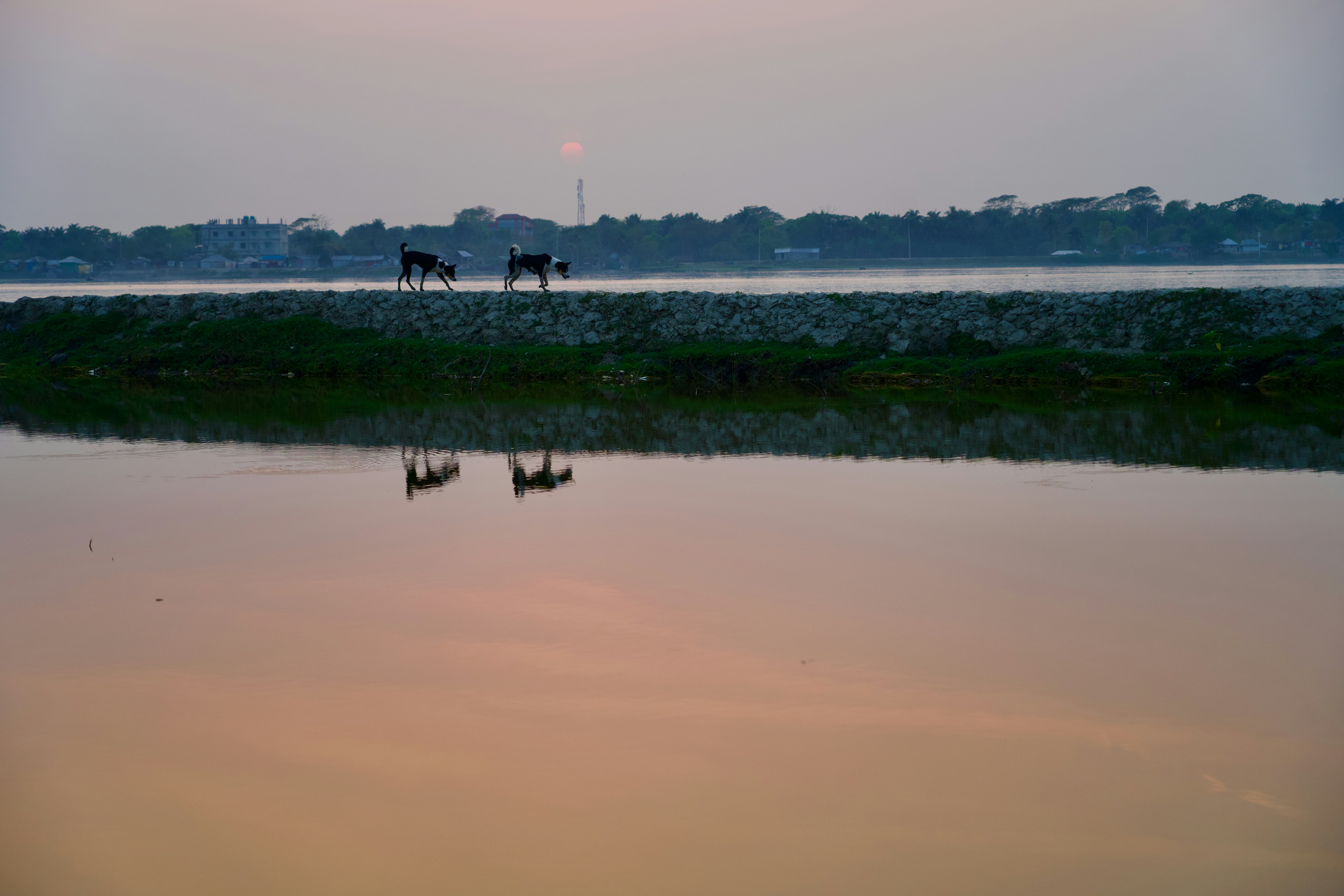 a couple of horses that are standing in the water