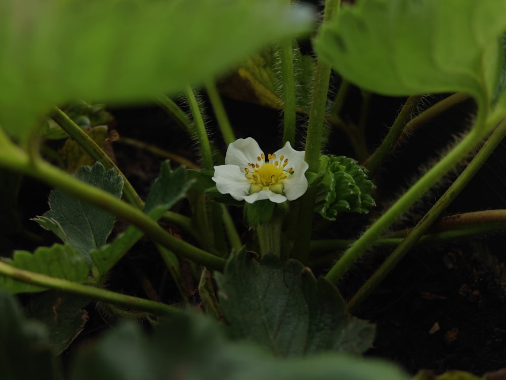 a white flower with a yellow center surrounded by green leaves