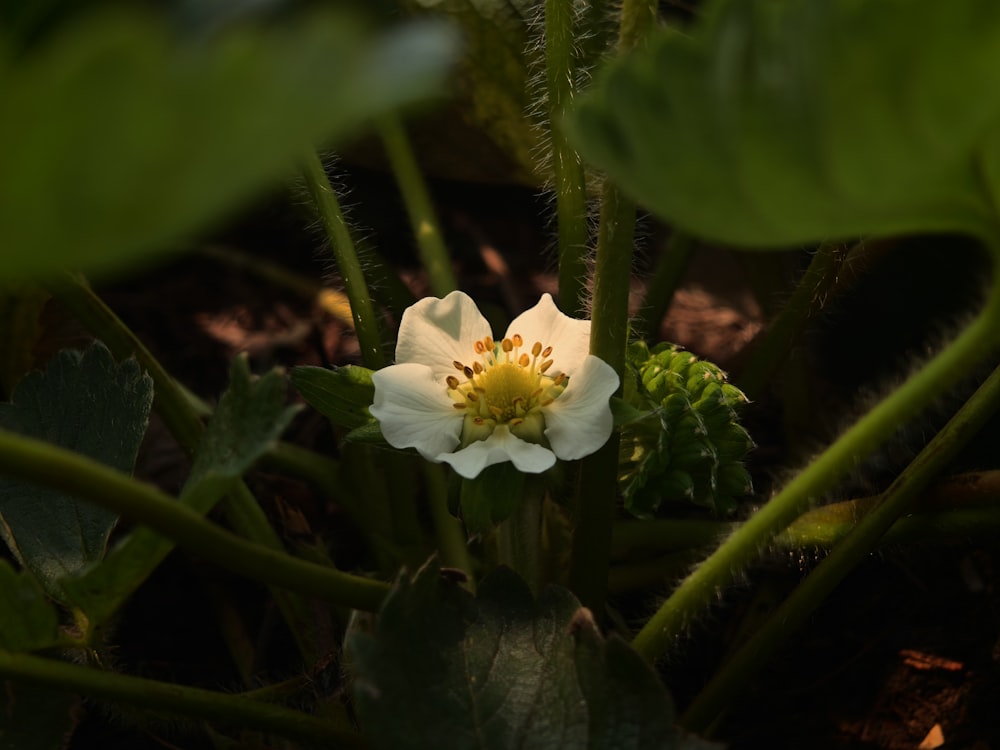 a white flower with a yellow center surrounded by green leaves