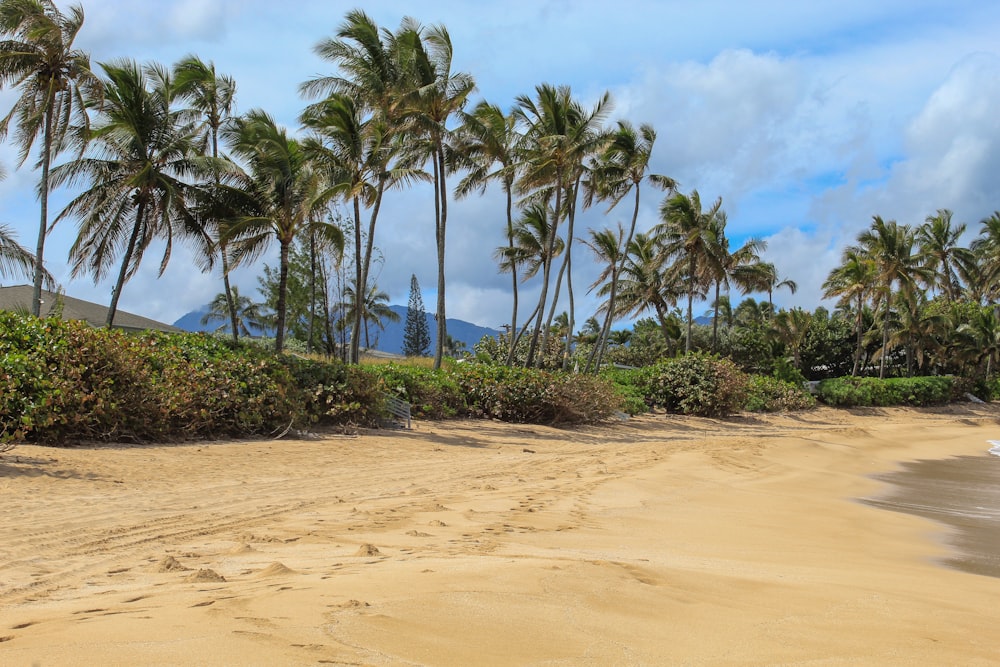 a sandy beach with palm trees and a mountain in the background