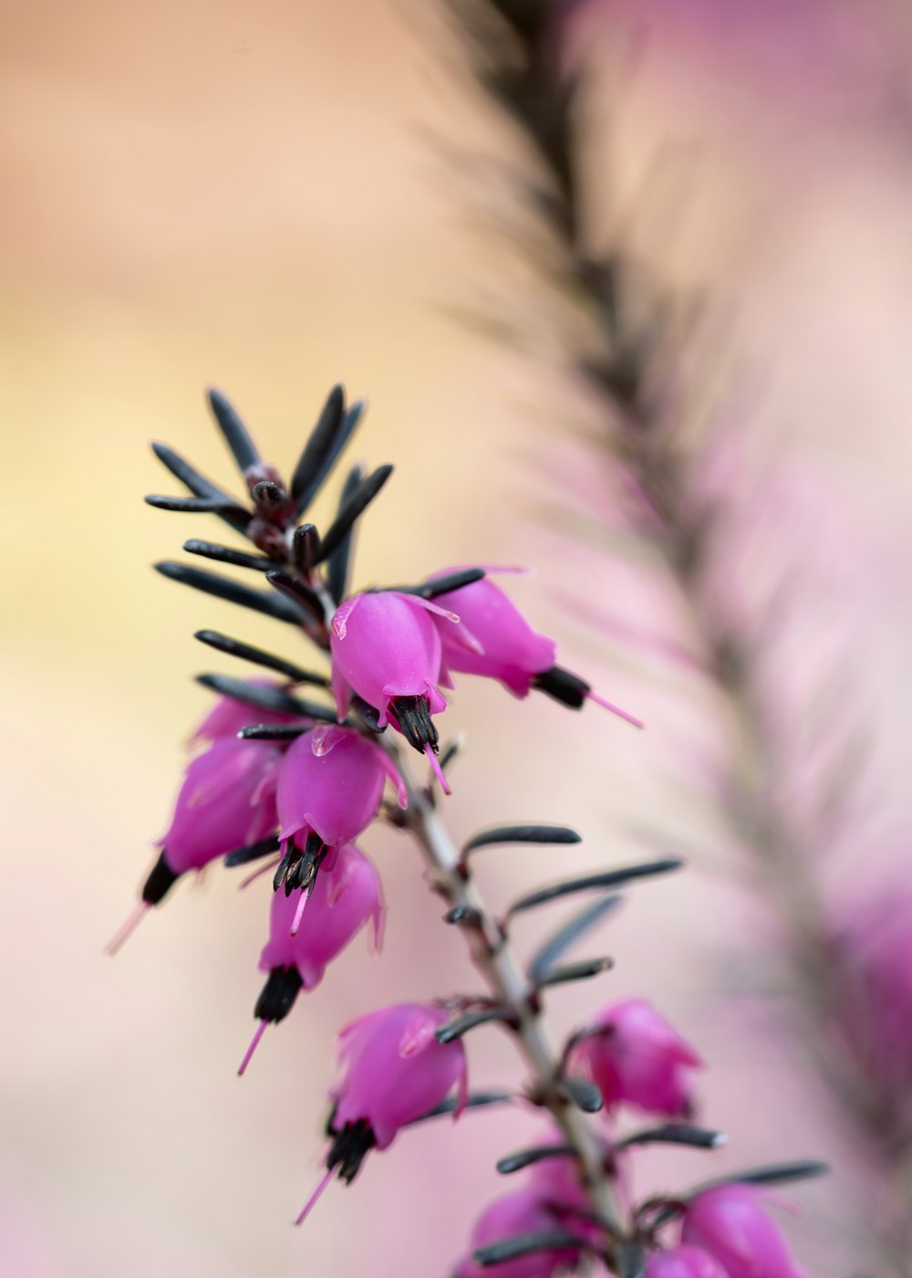 un primo piano di una pianta con fiori viola
