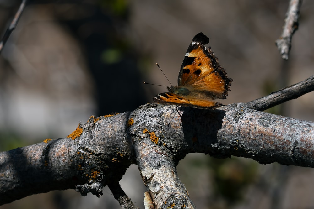 a butterfly sitting on top of a tree branch