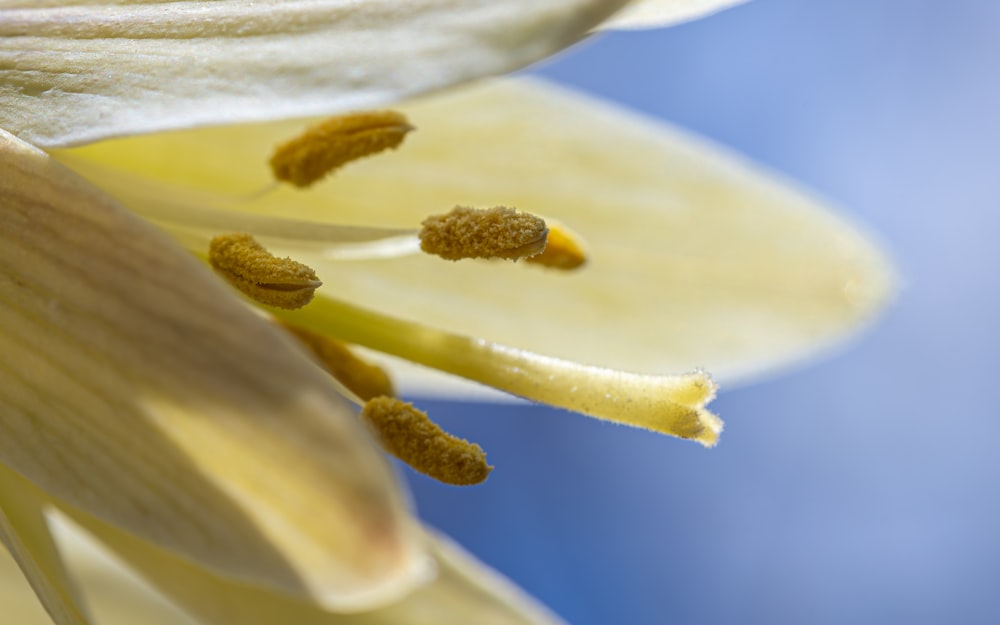 a close up of a flower with a blue sky in the background