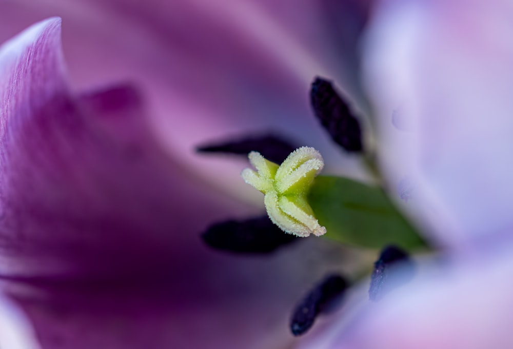 a close up view of a purple flower