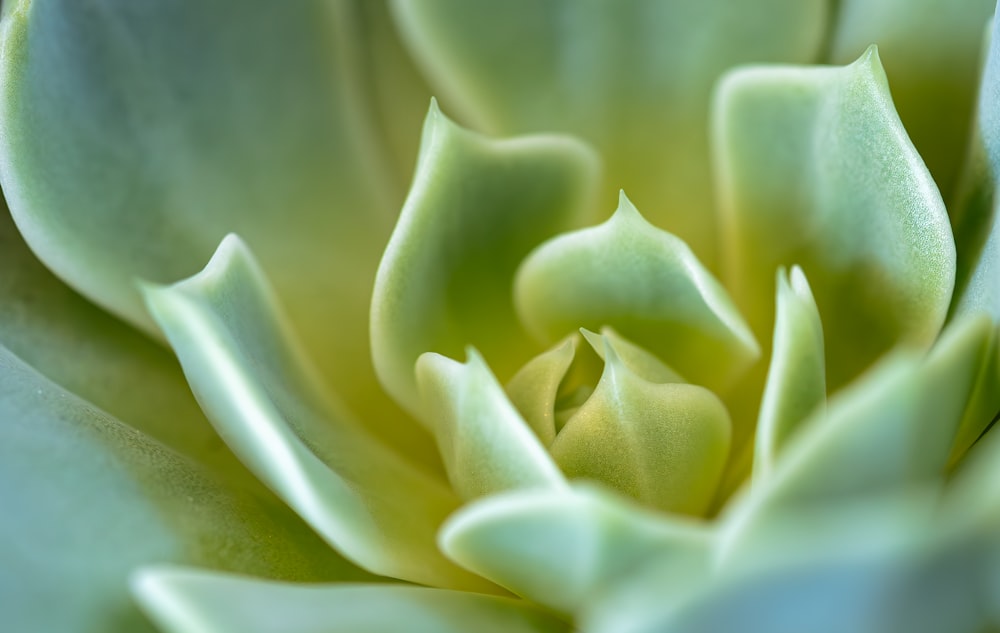a close up view of a green flower