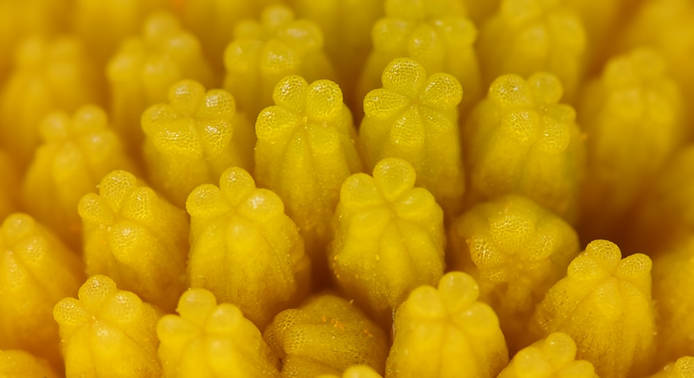 a close up view of a yellow flower