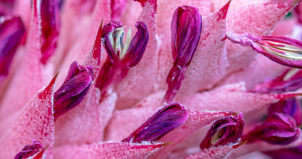 a close up view of a pink flower