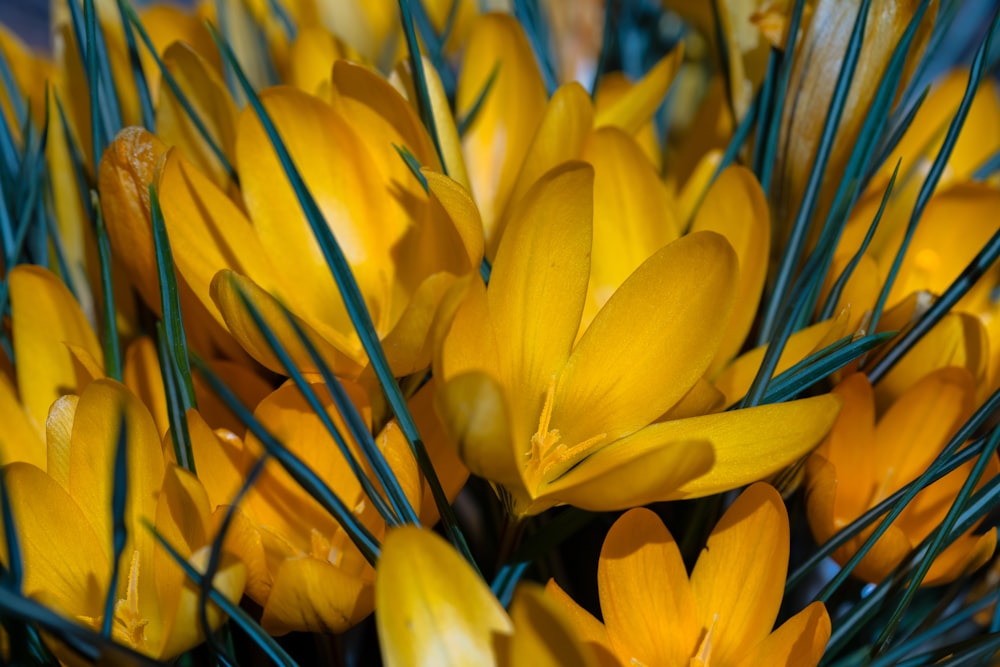 a bunch of yellow flowers with green stems