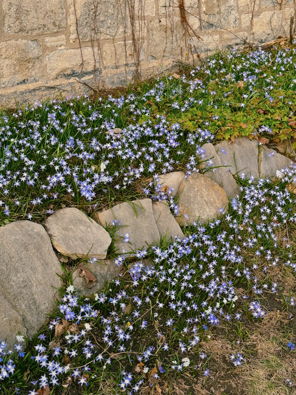 blue flowers growing on the ground next to a stone wall