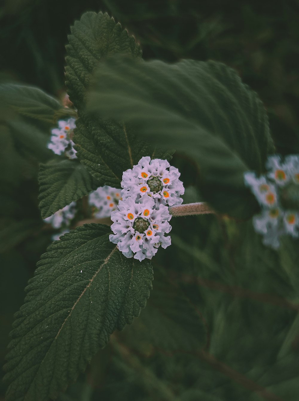 a close up of a flower on a plant