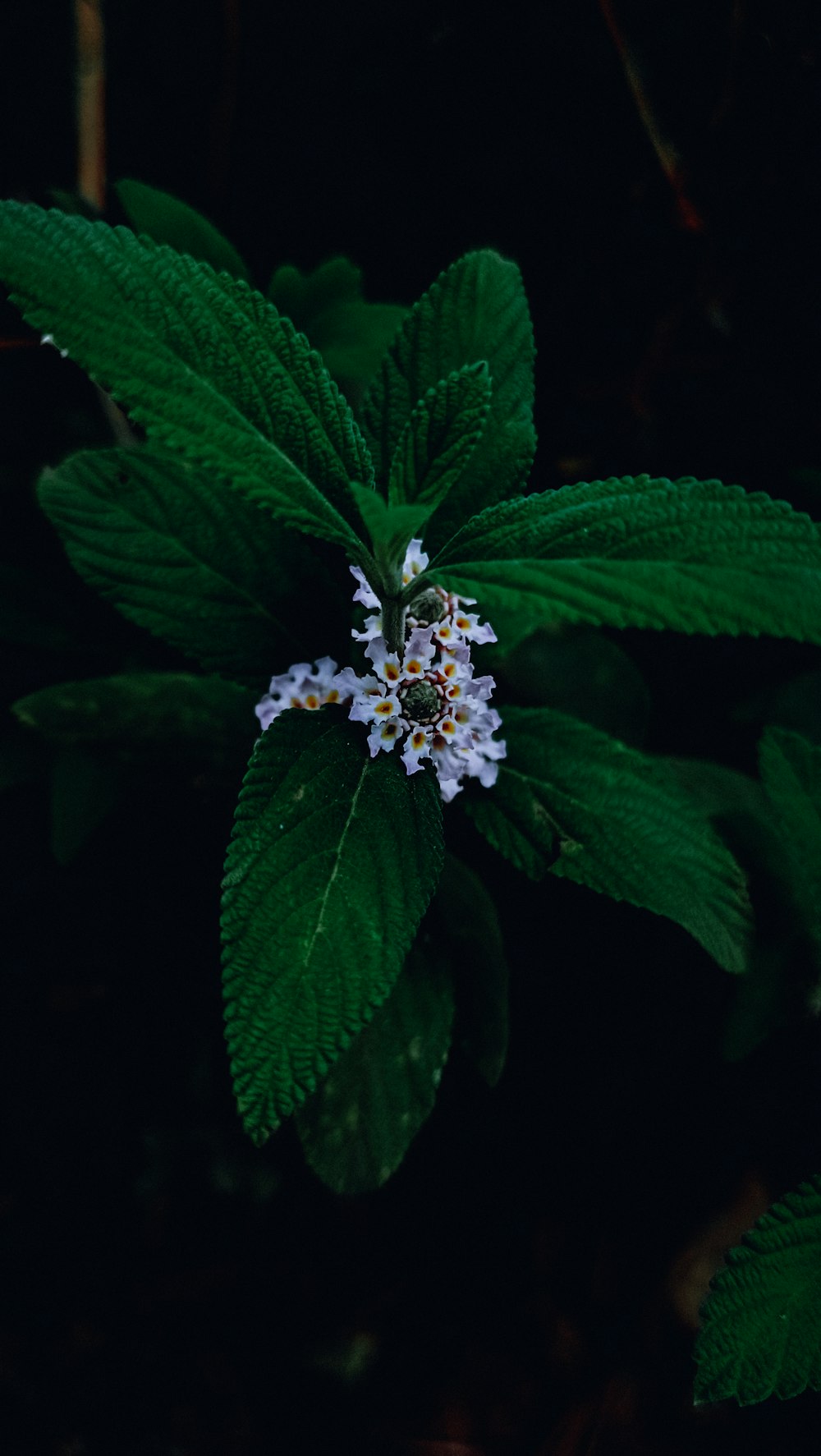 a close up of a flower on a plant