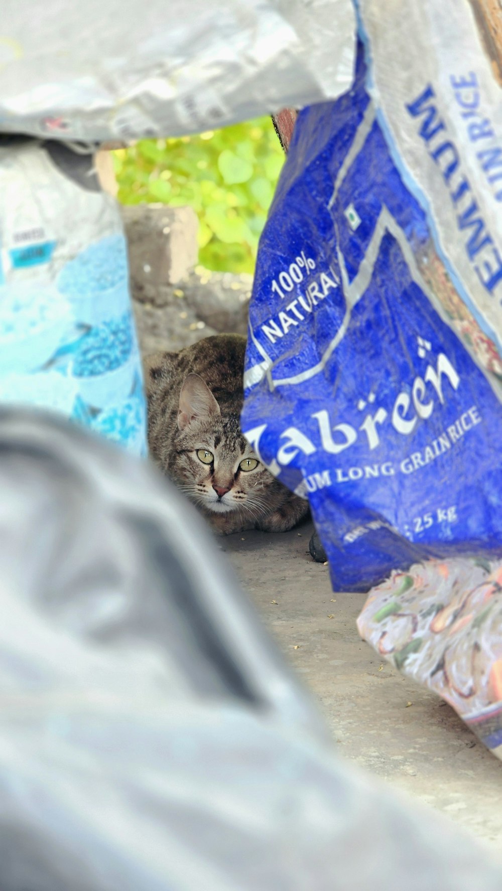 a cat hiding behind a bag of cat litter