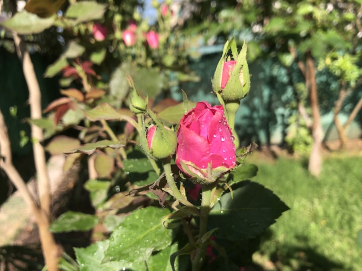 Rose Blooms