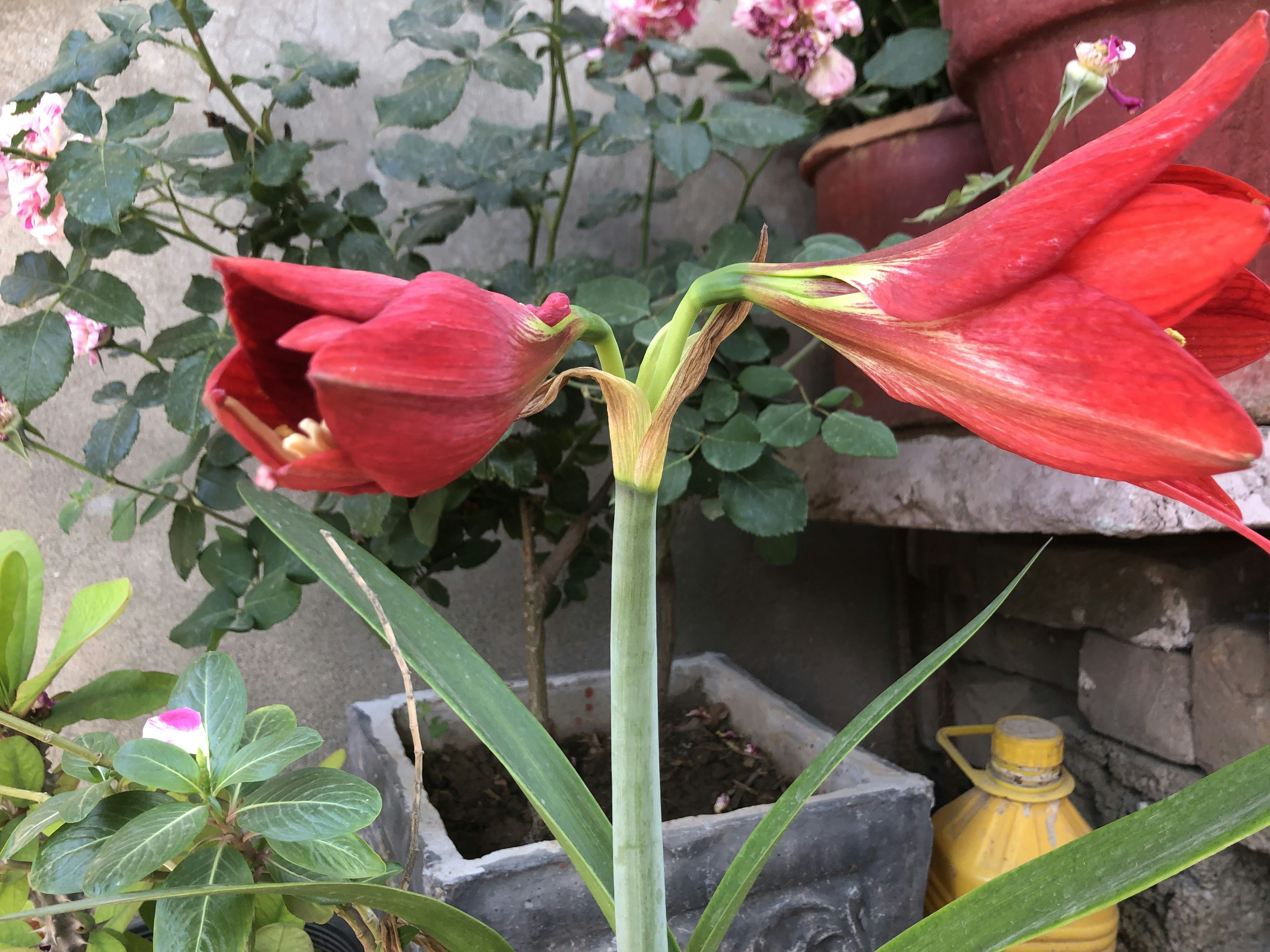 背景に花を咲かせる植物の接写