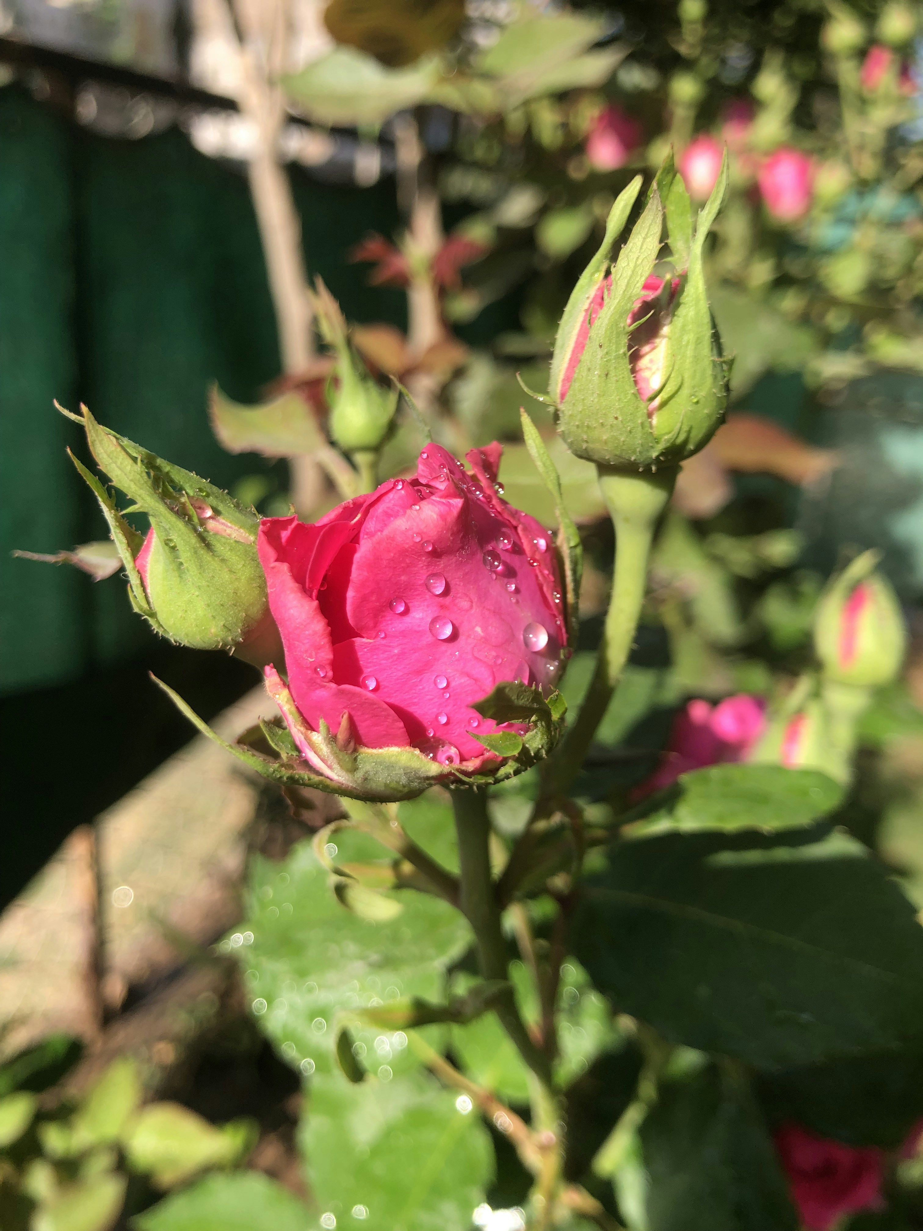 a pink rose with water droplets on it