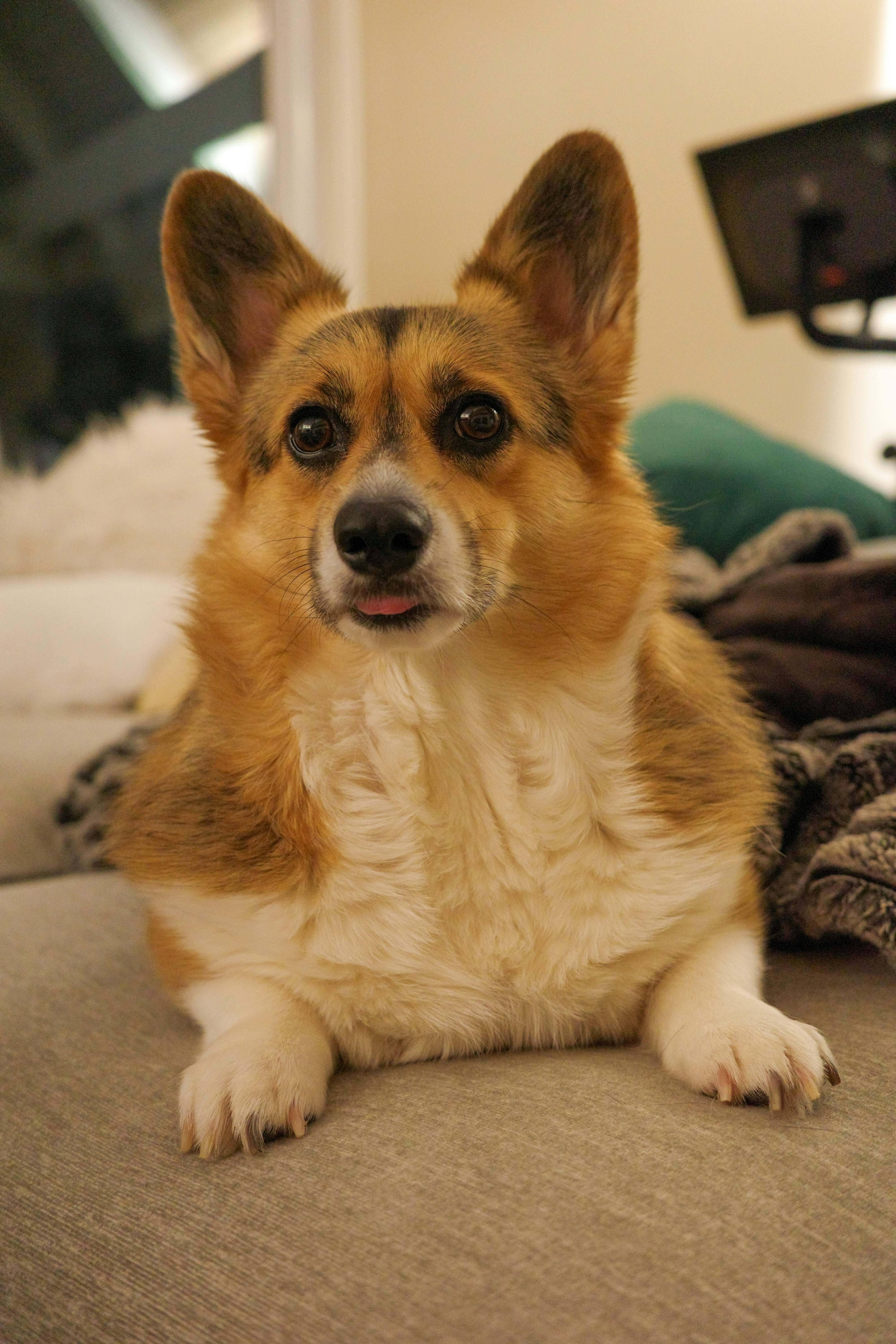 a brown and white dog laying on top of a bed