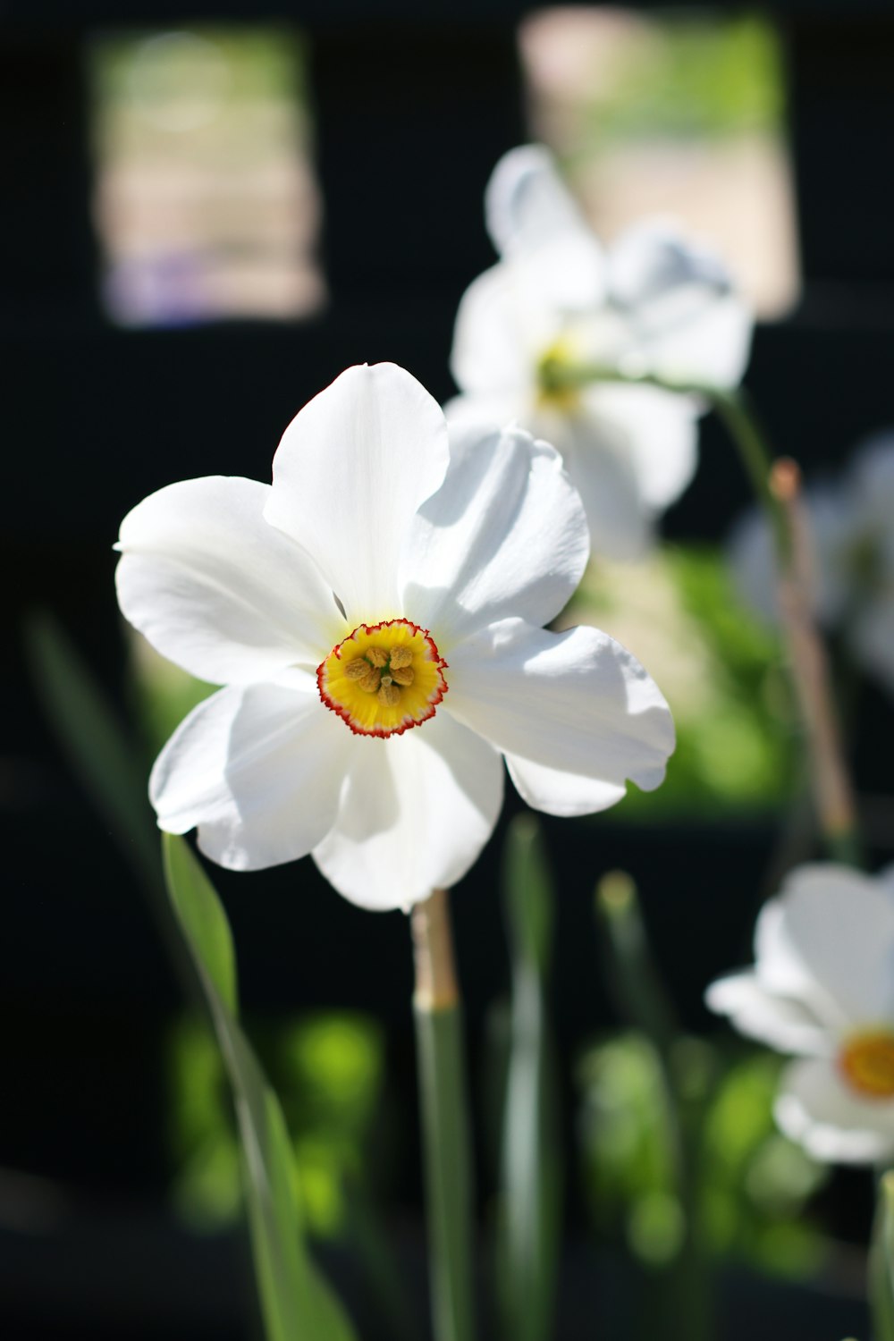 a group of white flowers with a yellow center