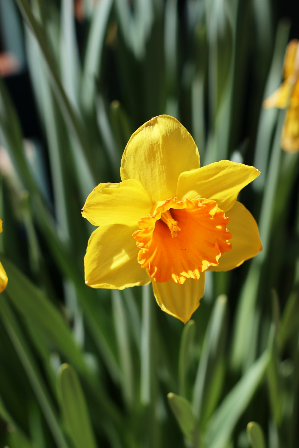 a close up of a yellow flower with green leaves