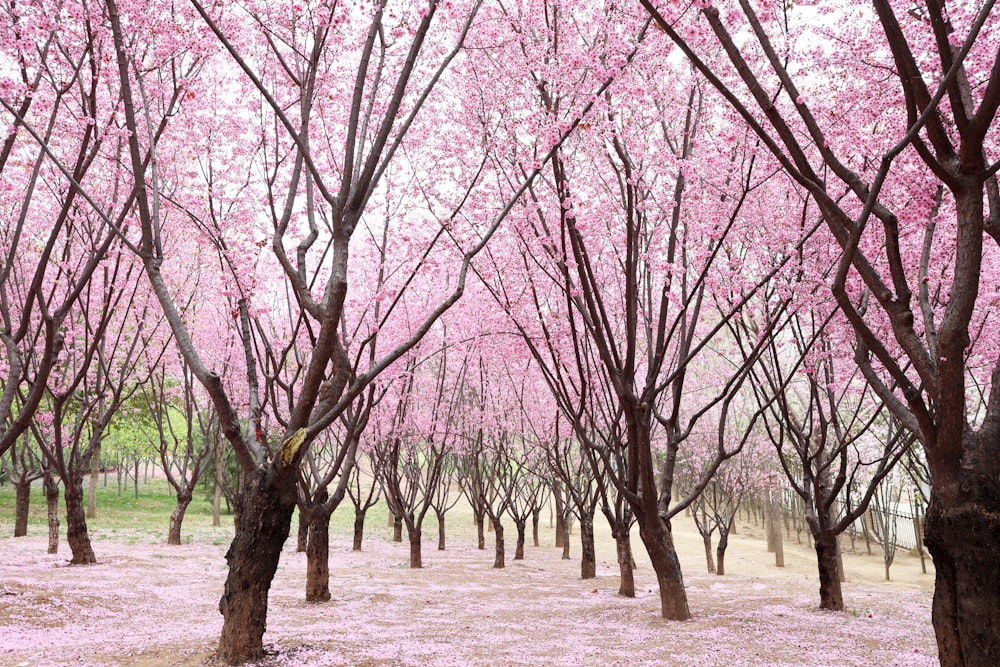 a bunch of trees that are in the grass