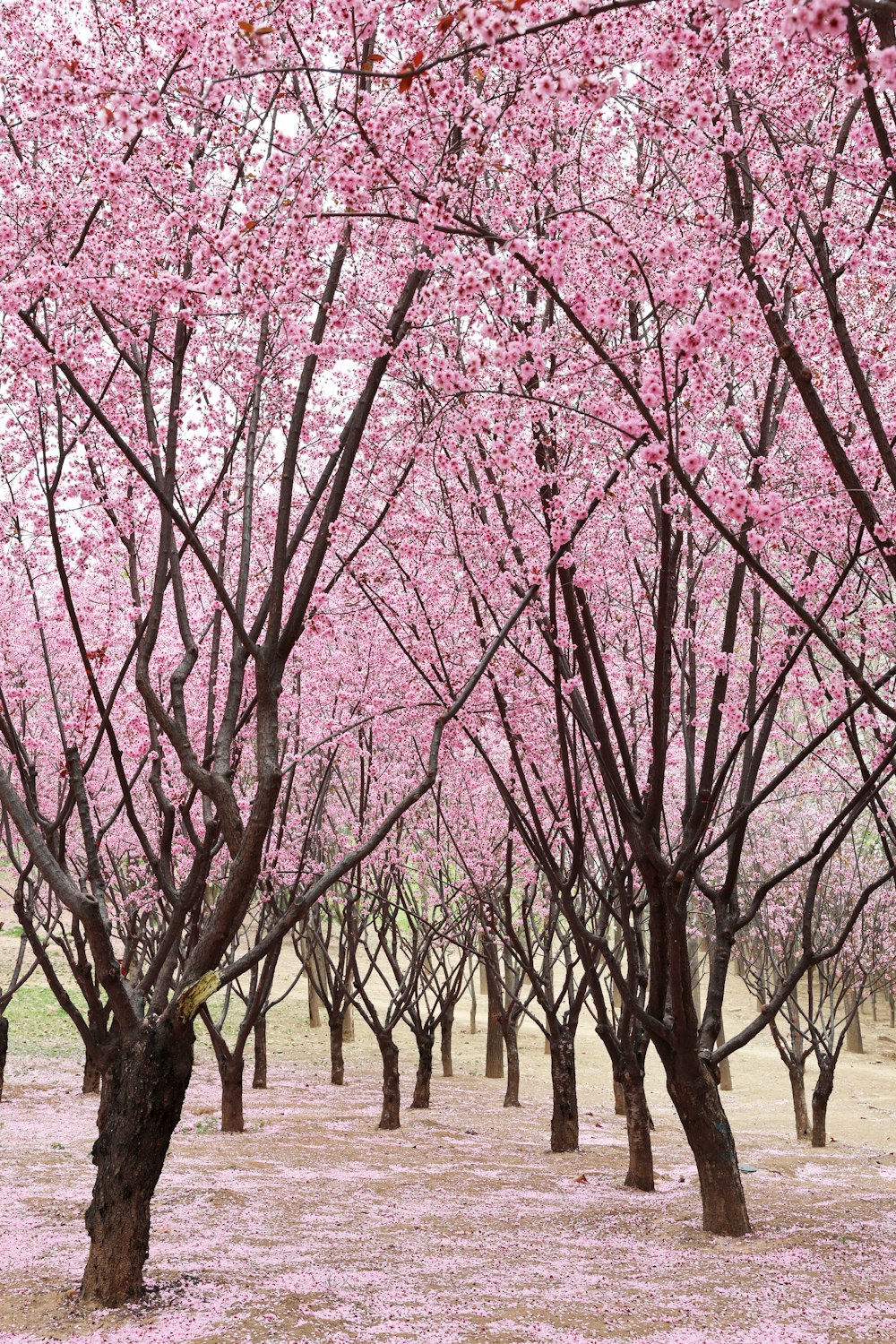 a field full of trees with pink flowers