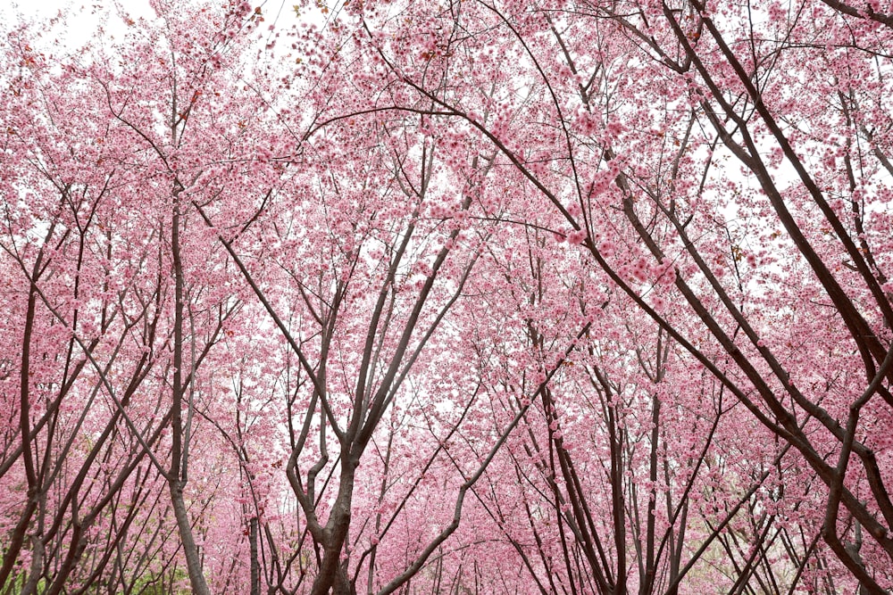 a group of trees with pink flowers on them