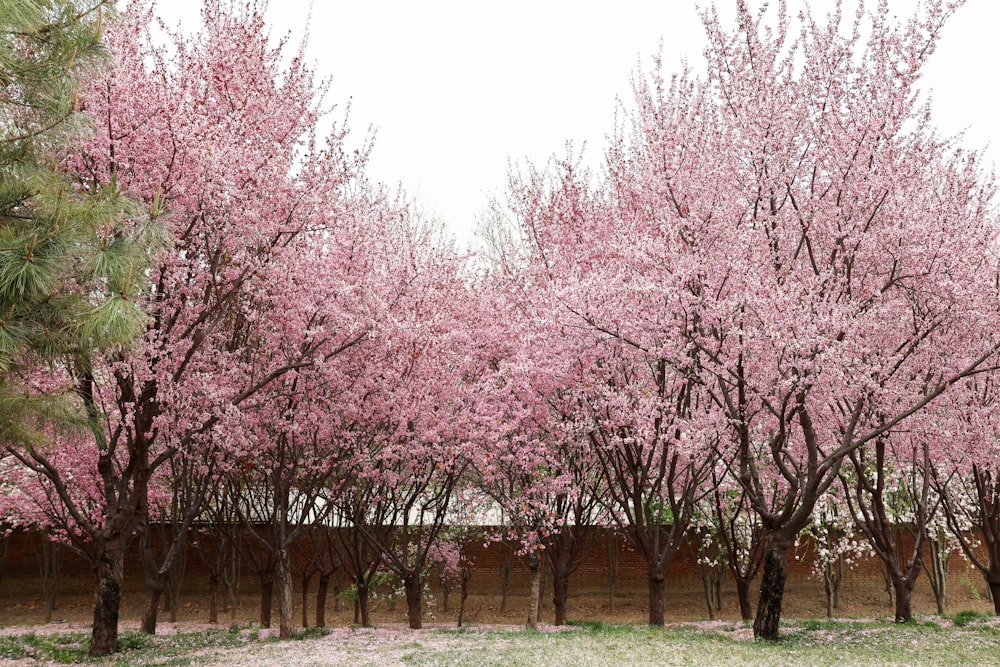 a row of trees with pink flowers on them