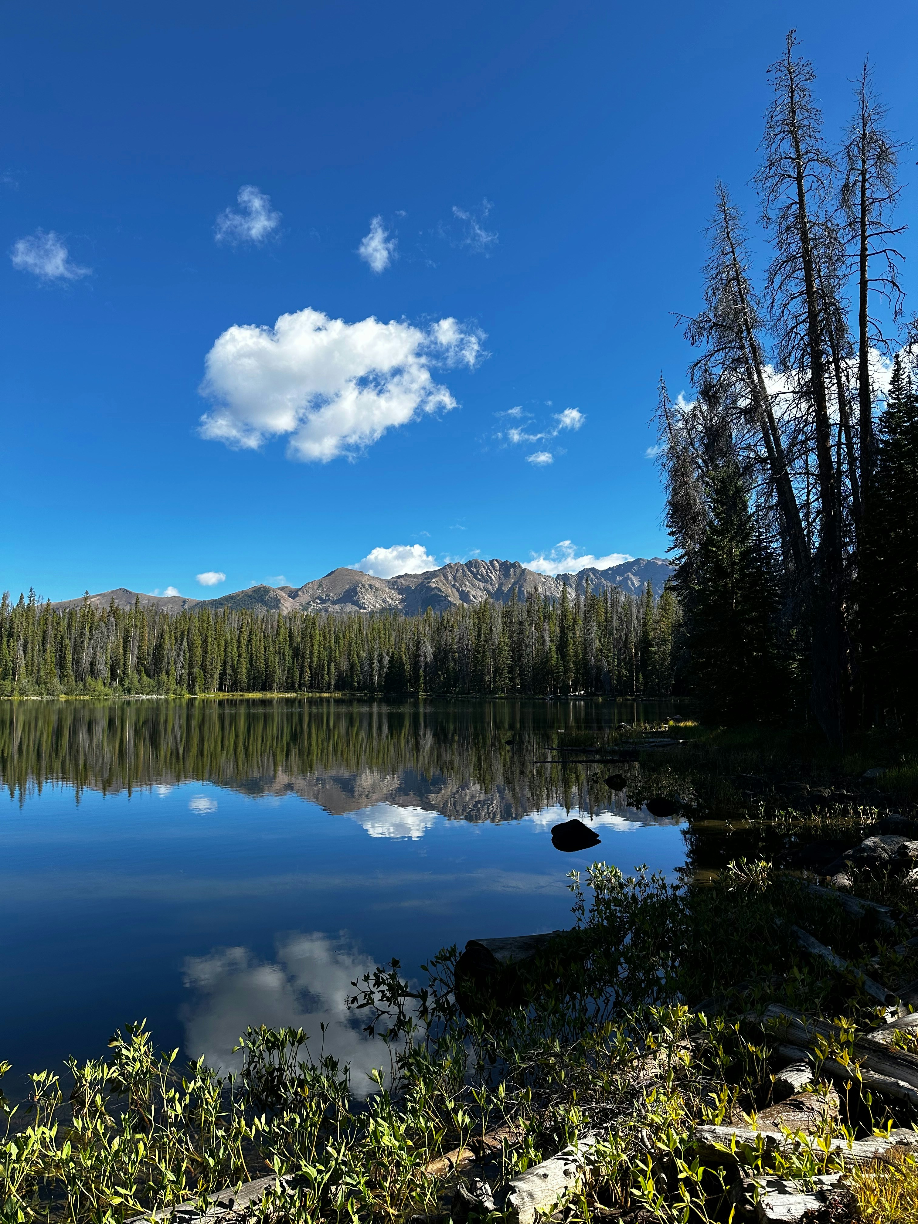 Photo by laitonbarbo