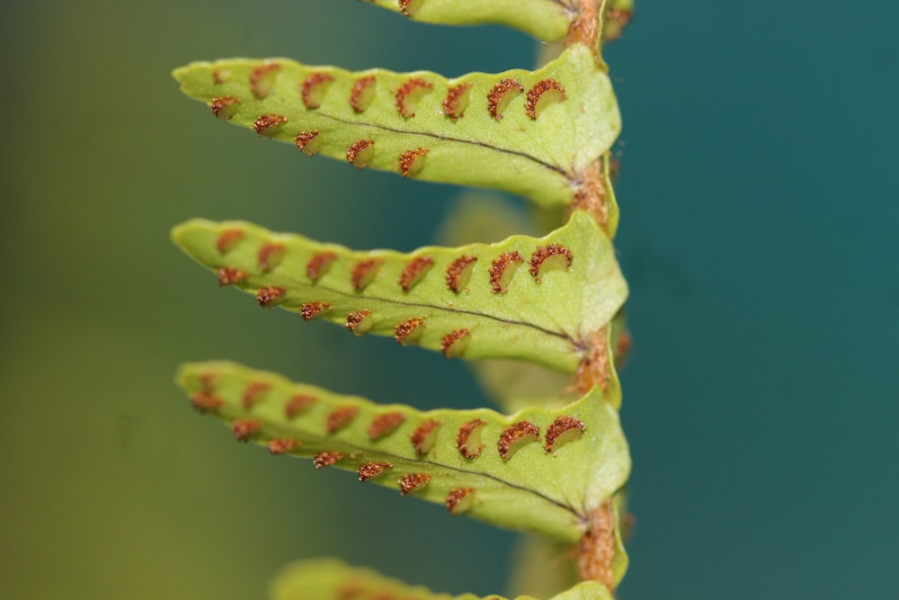 a close up of a green plant with red spots