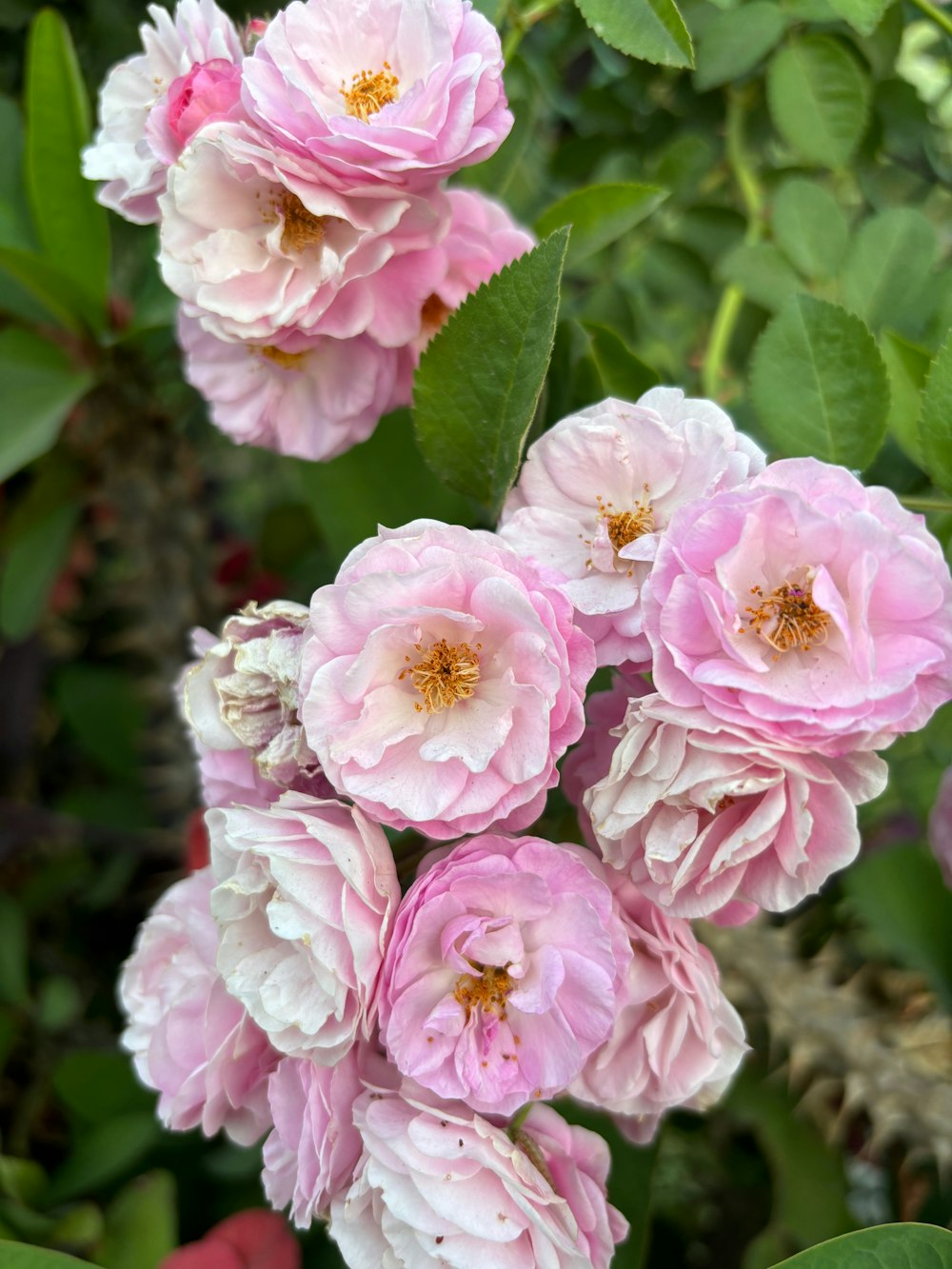 a bunch of pink flowers with green leaves