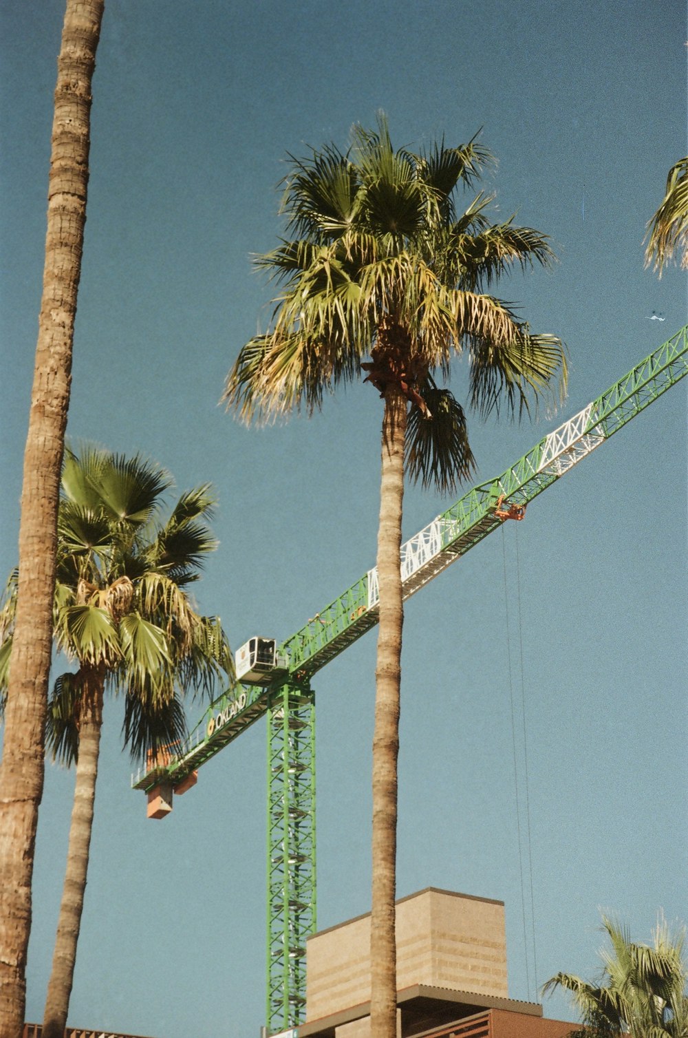 a palm tree being worked on by a crane